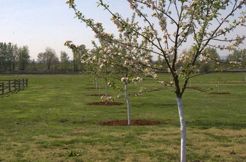 Blossoms decorate the branches of a row of young apple trees at Fort Vancouver National Historic Site.