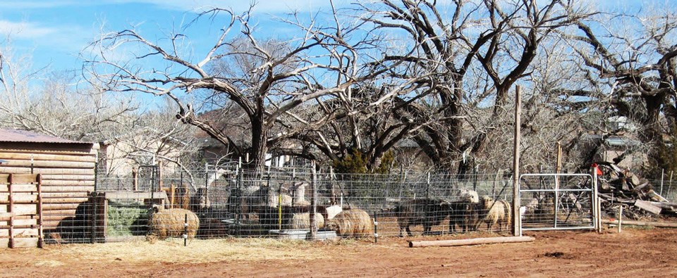 Sheep cluster under bare trees on the agricultural vernacular landscape of Hubbell Trading Post.