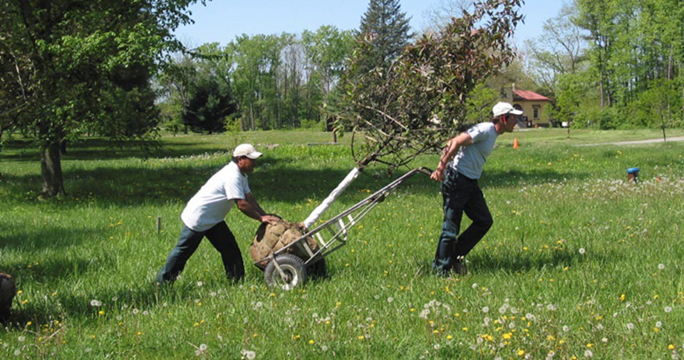 Two men pull an unplanted tree on a dolly through tall grass.