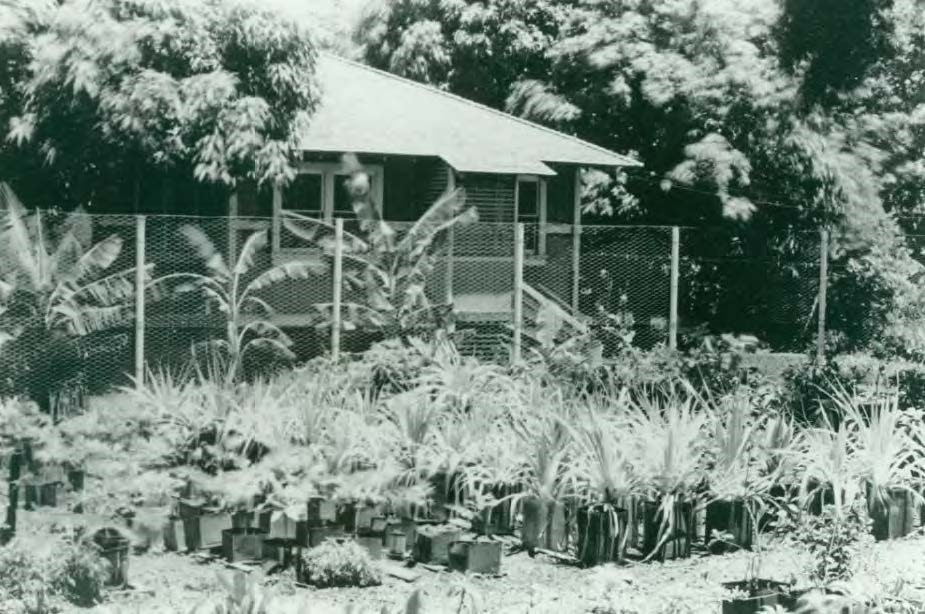 Potted plants at a nursery are gathered outside a structure