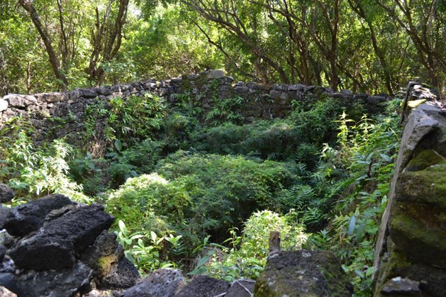 Vegetation grows around a rectangular stone wall, surrounded by trees