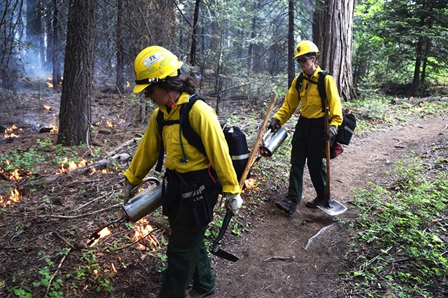 Two firefighters with driptorches ignite vegetation along a path.