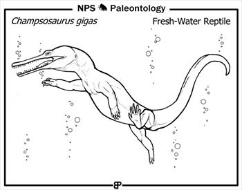 line drawing of a prehistoric aquatic reptile