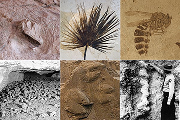 photographs of body and trace fossils from NPS areas