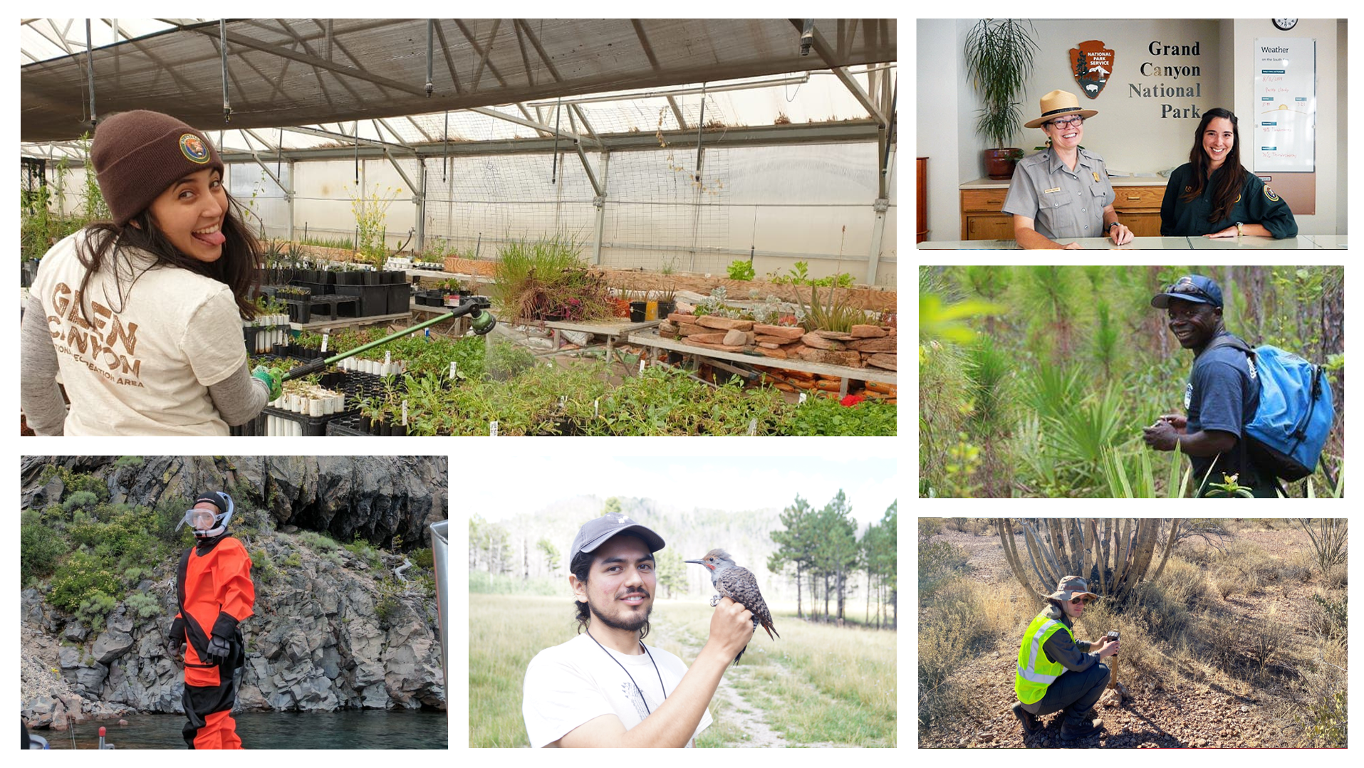 Collage of images of international volunteers doing a variety of tasks in parks, including in a greenhouse, at visitor center desk, fieldwork in deserts, holding a bird, and in diving gear