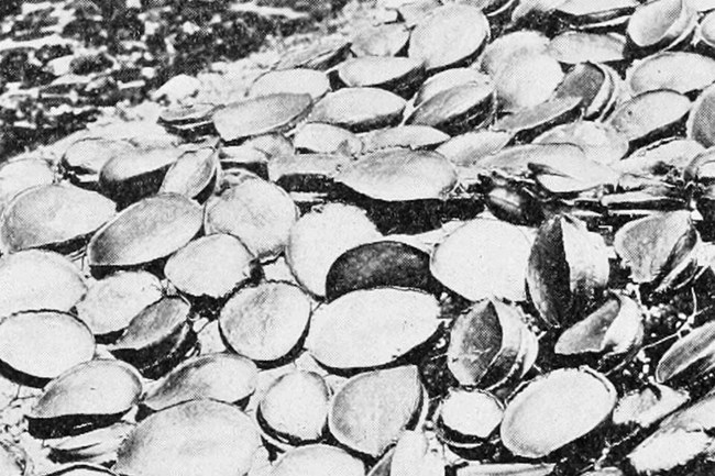Sun-dried meat of green abalone on San Clemente Island, 1913. Photographer unknown.