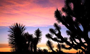 a tree in the foreground with a pink, blue, and orange sunset background.