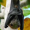 A fruit bat hangs from a tree