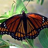 A orange and black butterfly sits on a green leaf