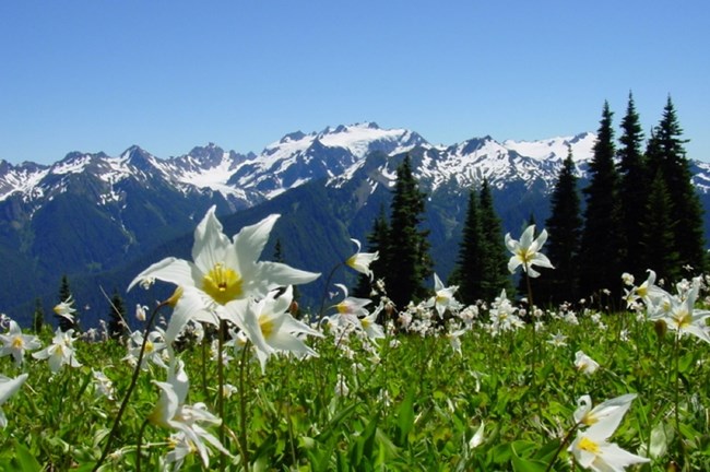 avalanche lilies in a mountain meadow with snowcapped Olympic mountains in the background