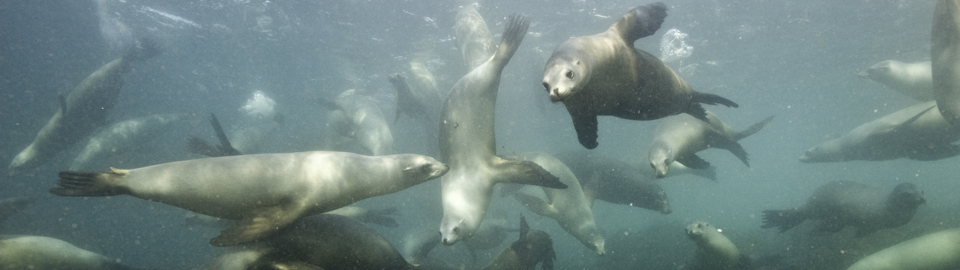 Seals at Play