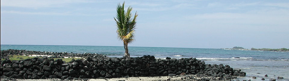 Lone palm stands along the rock wall