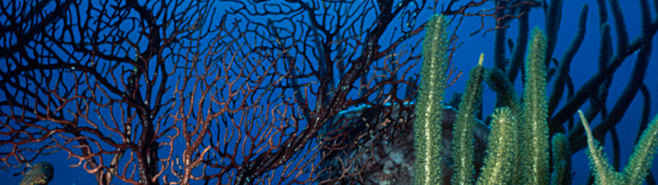Stand of black coral
