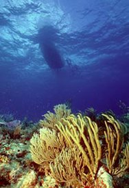 Coral beneath a dive boat