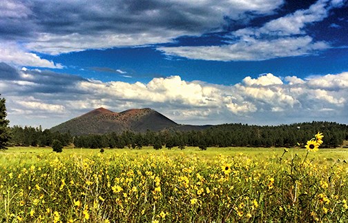 Sunset Crater Volcano and a field of yellow sunflowers beneath a partly cloudy sky.