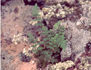 A fern takes root where extra moisture is available