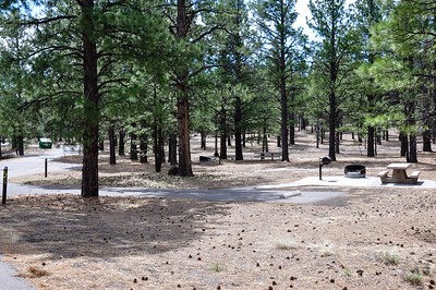 An empty campsite with a picnic table and a paved driveway, with pine trees all around