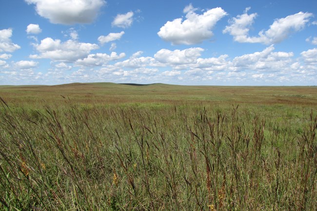 prairie grasses