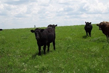 Cattle grazing in a green prairie