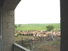 cattle in the pens