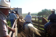 loading cattle onto the trucks