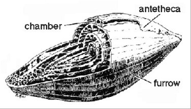 cross section drawing of a fusulinid fossil
