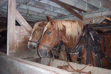 draft horses in the barn