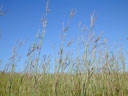 big bluestem