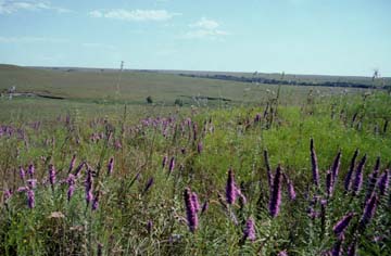 blazing star wildflower