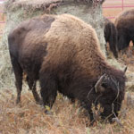 Bison on the Preserve
