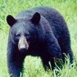 a black bear stands in green grass a black bear stands in green grass
