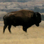 Bison