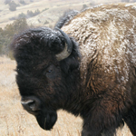 Bison