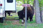 Bison in the campground