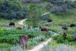 Bison on the Wind Canyon trail