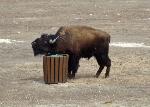 Young Bison Bull