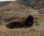 Bison