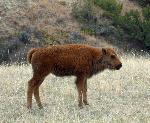 Bison Calf