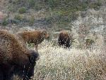 Bison Calf with Herd