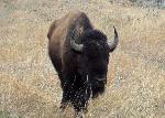 Bison