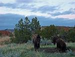 Bison at Sunset