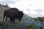 Old Bison Bull