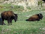 Bison