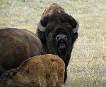 Rutting Season