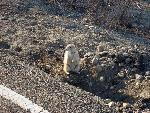 Roadside Prairie Dog
