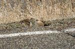 Prairie Dog