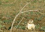 Prairie Dog