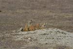 Prairie Dogs