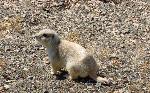 Black-tailed Prairie Dog