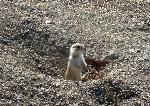 Young Prairie Dog